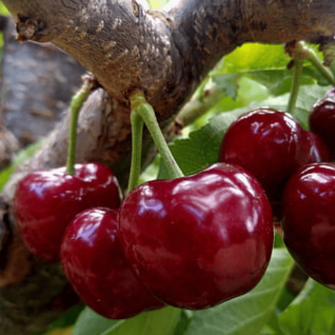 Mini Wiśnia karłowa Piemont w doniczce