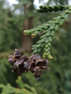 Żywotnikowiec japoński (C2)