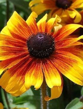Rudbekia dwubarwna 1g