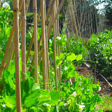 Tyczka bambusowa dł. 150cm, gr. 10-12 mm