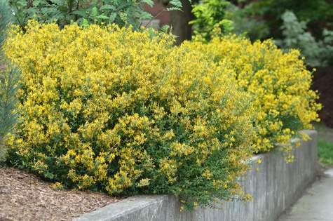 Janowiec barwierski 'Royal Gold'