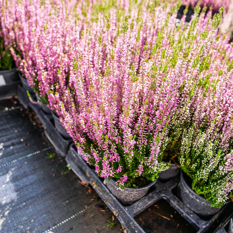 Wrzos pospolity Libra