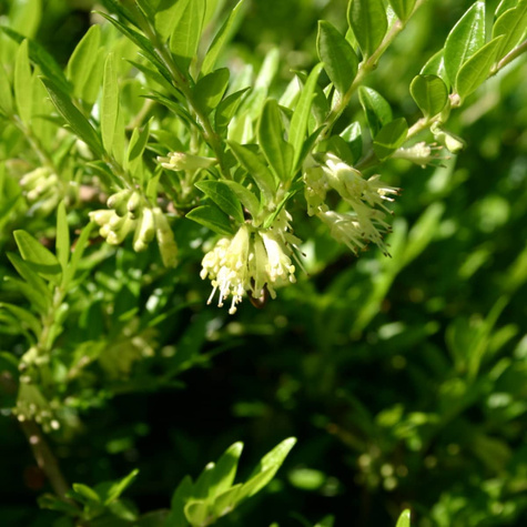 Suchodrzew chiński (P9)