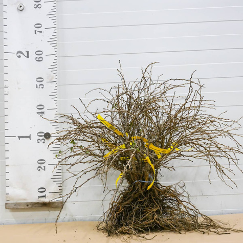 Agrest biały Triumf Plant Pack