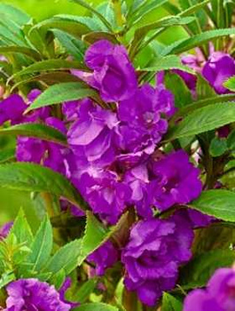 Niecierpek Balsamina Sandra Lilia 2g