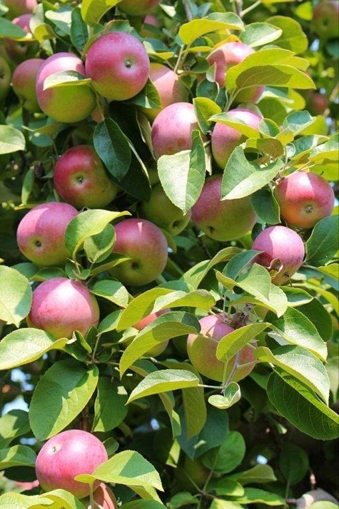 Jabłoń Mekintosz Plant Pack