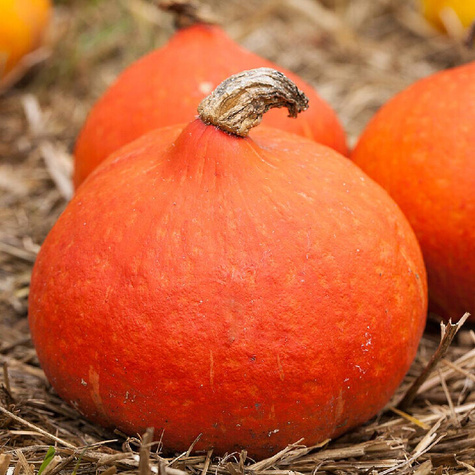 Dynia zwyczajna olbrzymia Uchiki Kuri typ Hokkaido 3g