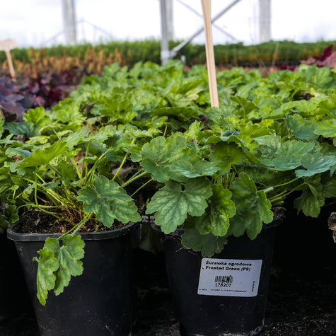 Żurawka ogrodowa Frosted Green (C2)