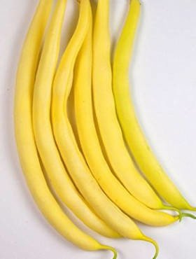 Fasola szparagowa żółta karłowa bezłykowa Korona 40g