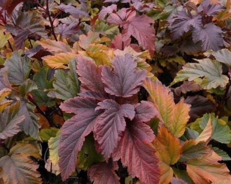 Pęcherznica kalinolistna Zdechovice (C20)