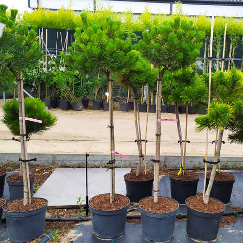 Sosna kosodrzewina Carsten Pa 80