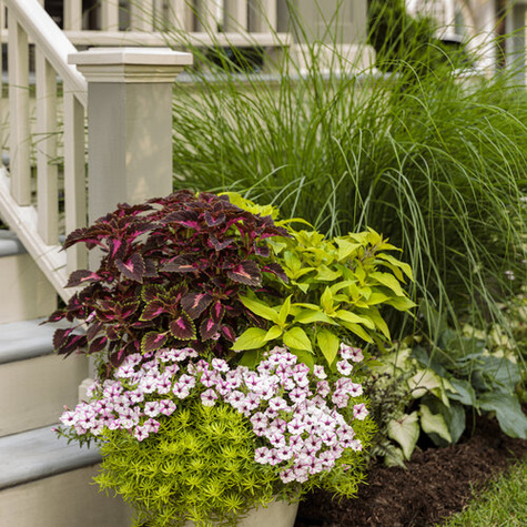 Surfinia Supertunia Mini Vista Pink Star samoczyszcząca