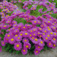 Aster chiński karłowy Pepite Violet 1g 