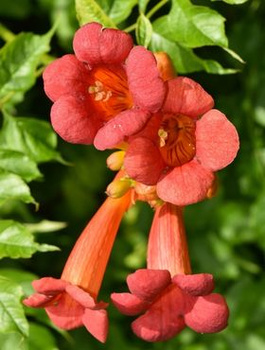 Milin amerykański Ursynów doniczka 