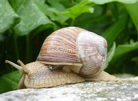 Rzepik Perko dla ślimaków 1kg