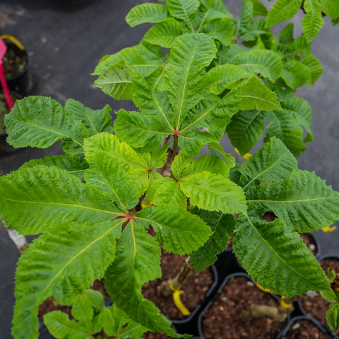 Kasztanowiec krwisty Briotti