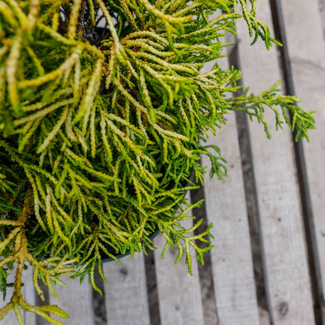 Cyprysik tępołuskowy Tsatsumi Gold