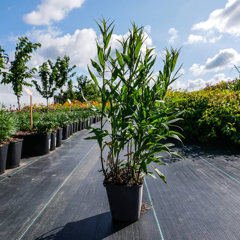 Aster krzaczasty Peter Harrison różowy niski (C2)