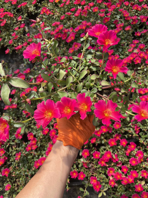 Portulaka zwisająca różowa