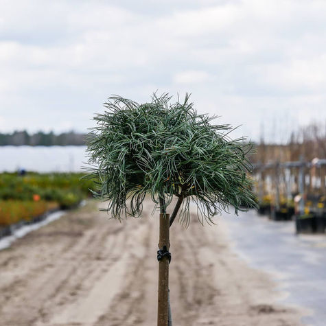 Sosna wejmutka Green Twist szczepiona Pa40