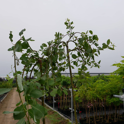 Wierzba IWA szczepiona na pniu (C5)