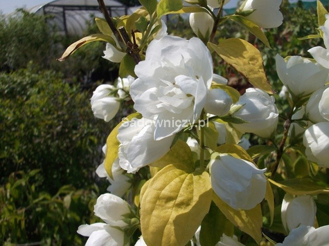 Jaśminowiec Yellow Hill Pełne Pachnące Kwiaty (C2)