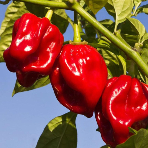 Papryka Habanero ostra gruntowa pod osłony Mix 25szt