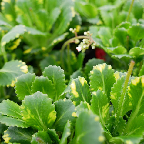 Skalnica cienista Variegata (C2)