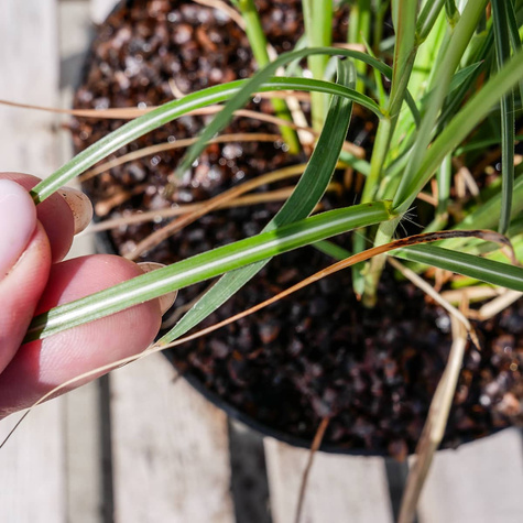 Miskant chiński Red Chief (C2)