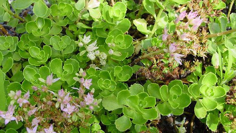 Rozchodnik kaukaski (C2)