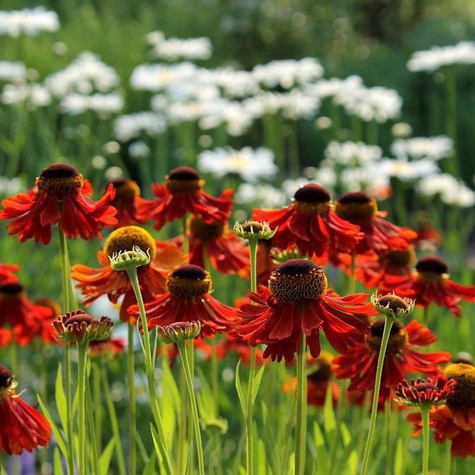 Dzielżan ogrodowy Rubinzwerg (C2)