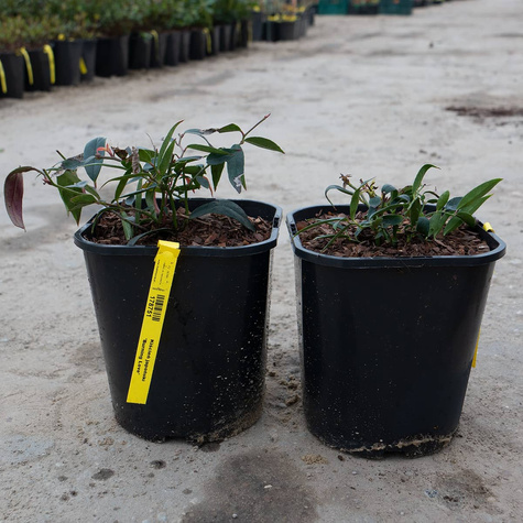 Kiścień japoński Burning Love (C2)