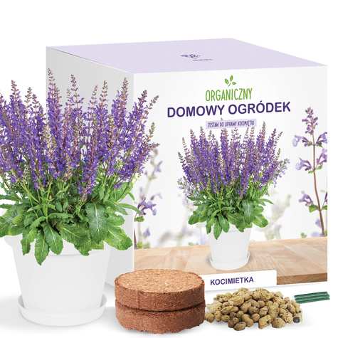 Zestaw do uprawy Kocimiętka w doniczce dla kota 
