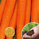 Nasiona otoczkowane Marchew jadalna Nantes 2 średniowczesna 400 ziaren 