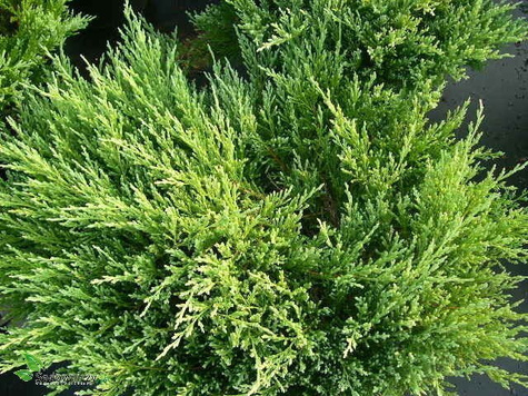 Jałowiec płożący Plumosa gniazdko