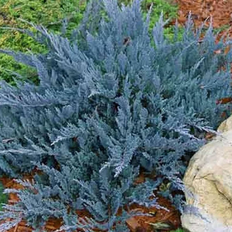 Jałowiec płożący Blue Chip dywanowy (C2)