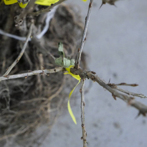 Agrest czerwony Sewierny Kapitan bezkolcowy Plant Pack