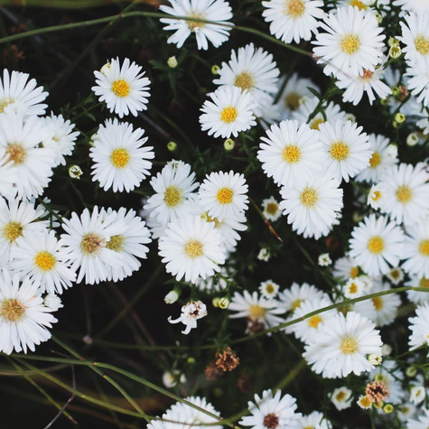 Aster alpejski White (C2)