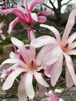 Magnolia gwieździsta Stellata Rosea (C2)