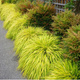 Hakonechloa smukła All Gold (C2)