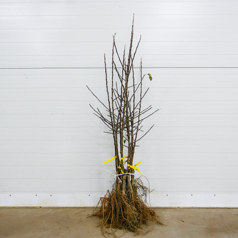 Jabłoń Pirross Plant Pack