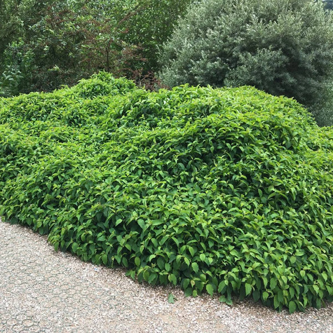 Dereń rozłogowy Kelseyi (C2)