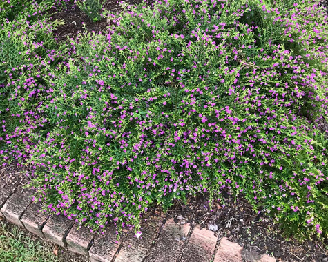 Kufea hyzopolistna różowa Mirt SADZONKA Zimozielona