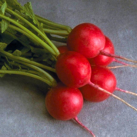 Rzodkiewka Krasa wiosenna 10g