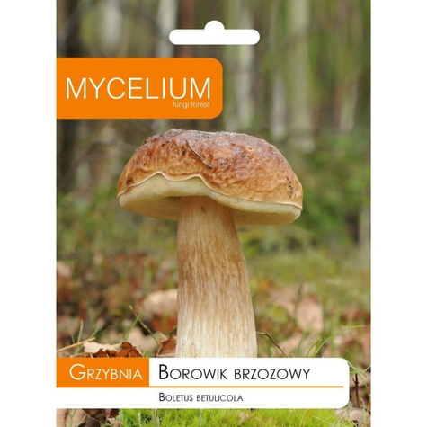 Grzybnia Prawdziwek brzozowy 10g