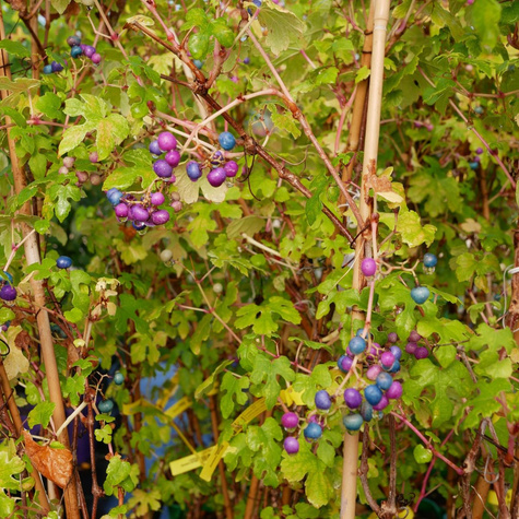 Winnik zmienny Elegans