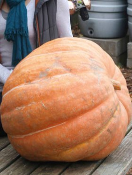 Dynia olbrzymia ATLANTIC GIANT 3g