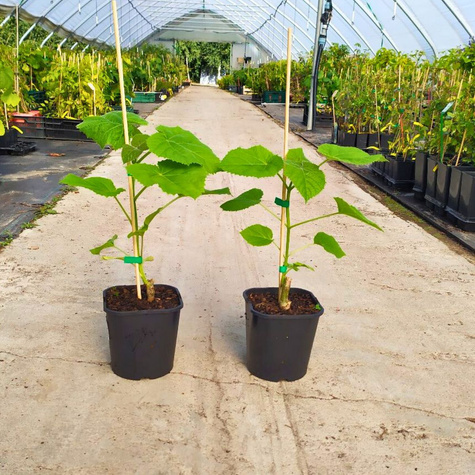 Paulownia Puszysta Cesarskie Drzewko Szczęścia (C2)