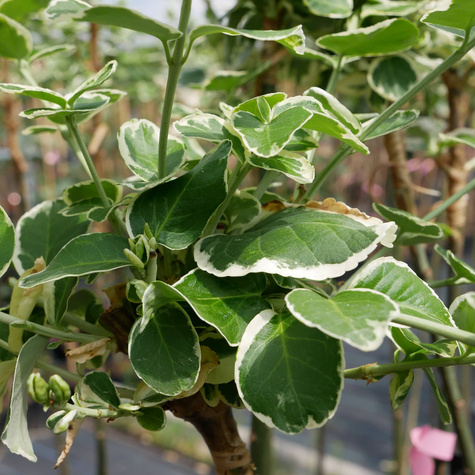 Trzmielina Fortune'a Emerald Gaiety na pniu (C2)