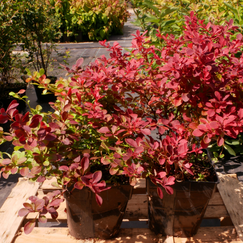 Berberys Thunberga Marylka (C2)